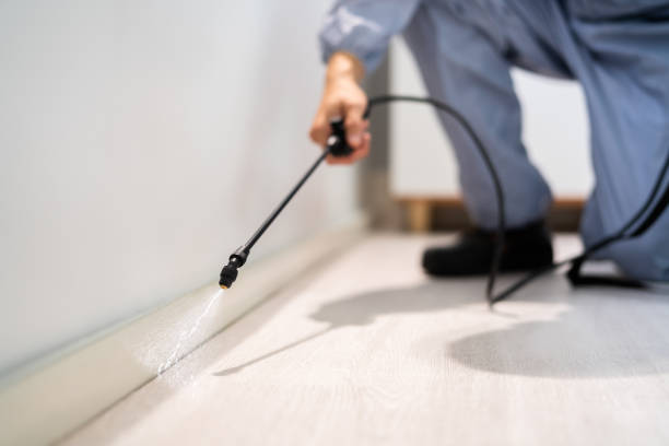 Certified termite inspector examining foundation in East Douglas